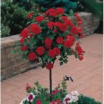 Mini-ruža-Red-Det-crvena-stablašica