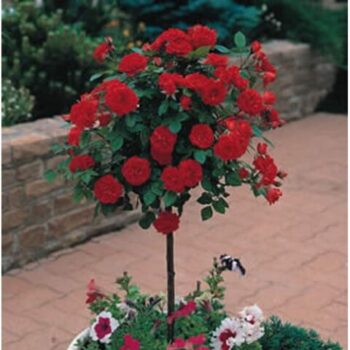Mini-ruža-Red-Det-crvena-stablašica