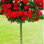 ruza stablasica lily marlen