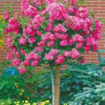 ruza stablasica roze lopta