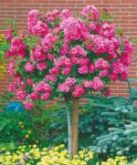 ruza stablasica roze lopta