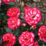 ruza stablasica sweet sinfony