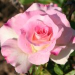 ruza_charles_aznavour