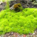 sagina subulata - zlatno zuta mahovina