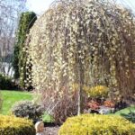 salix caprea pendula-1