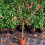 salix gracilistyla mount aso