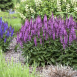 salvia nemorosa ružičasta1