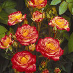 samba ruza mnogocvetna