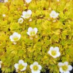 saxifraga aurea