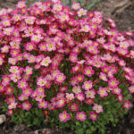 saxifraga pixie