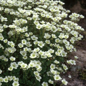 Saxifraga crvena - Rasadnik Mihalek