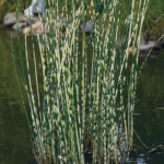 scirpus zebrinus