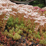 sedum album coral carpet