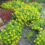 sedum ellacombeanum