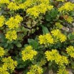 sedum hybridum