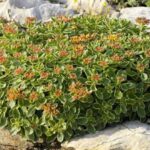 sedum kamtschaticum variegatum