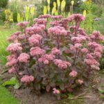 sedum visoki matrona