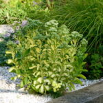 sedum mediovariegatum2