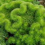 sedum rupestre cristatum