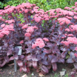 sedum-purple-emperor1