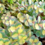 sedum sigboldi variegata