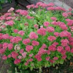 sedum-spectabile