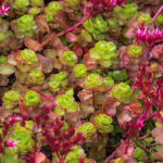 sedum spurium fuldaglut
