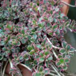 sedum tricolor