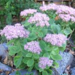 sedum visoki svetlo roze