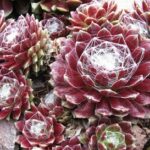 sempervivum arachnoideum tomentosum