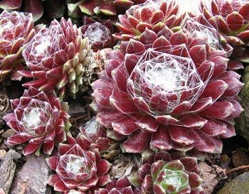 sempervivum arachnoideum tomentosum