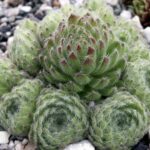 sempervivum ciliosum
