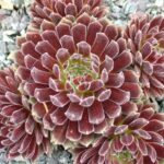 sempervivum crimson velvet