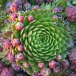 sempervivum jovibarba