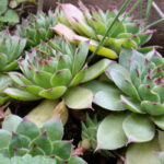 sempervivum