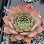 sempervivum rio de janeiro