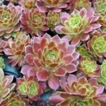 sempervivum rocknroll rosette