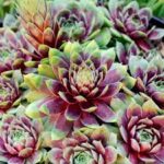 sempervivum ruby heart