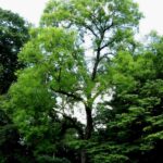 sibirski brest - ulmus pumila