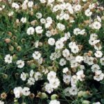 silene maritima alba