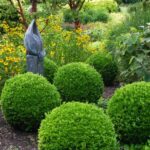 šimšir - buxus sempervirens