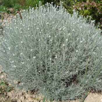 Smilje – helichrysum arenarium1