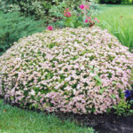spirea bumalda little princess