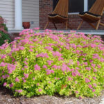 spirea zlatna