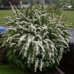 spirea nipponica snowmound