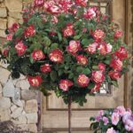 stablasica dabl dilajt