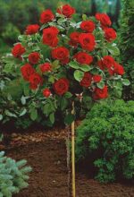 Kuglasta ruža stablašica rabels