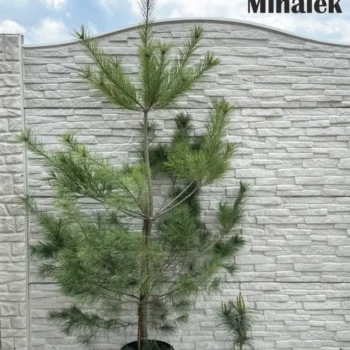 svileni-bor-varijacije