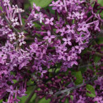 syringa dark purple