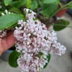 syringa baby pink